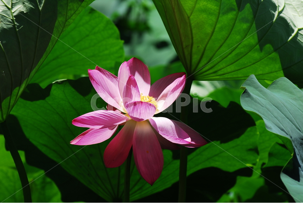 꽃,연꽃,궁남지,불교,여름,식물,자연,plants,nature,꽃,flower