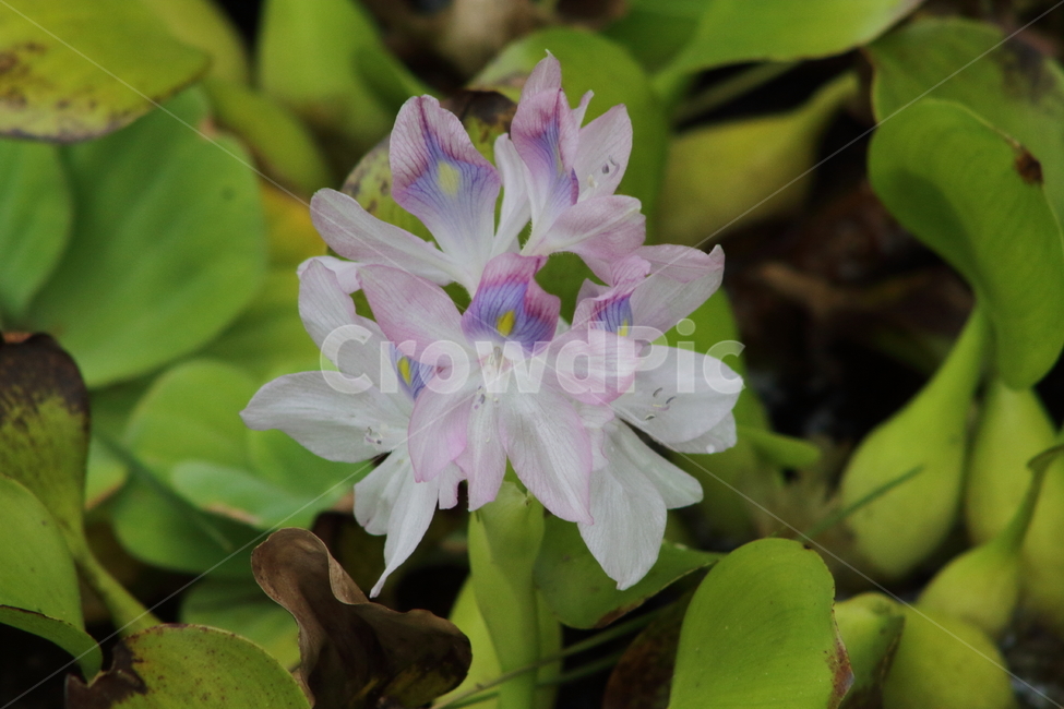 부레옥잠,꽃,식물,수생식물,waterhyacinth,식물,자연,plants,nature,꽃,flower