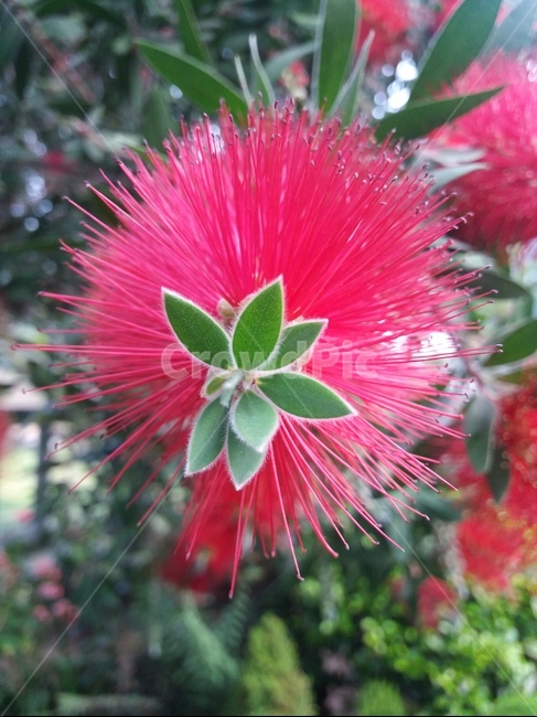 병솔나무,꽃,빨간색꽃,bottlebrush,화려한꽃,이쁜꽃,이미지