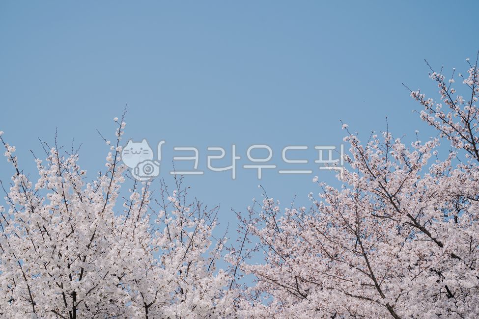 spring,sky,cherry blossom tree,Cherry Blossom,nature,background,cherryblossom,flower