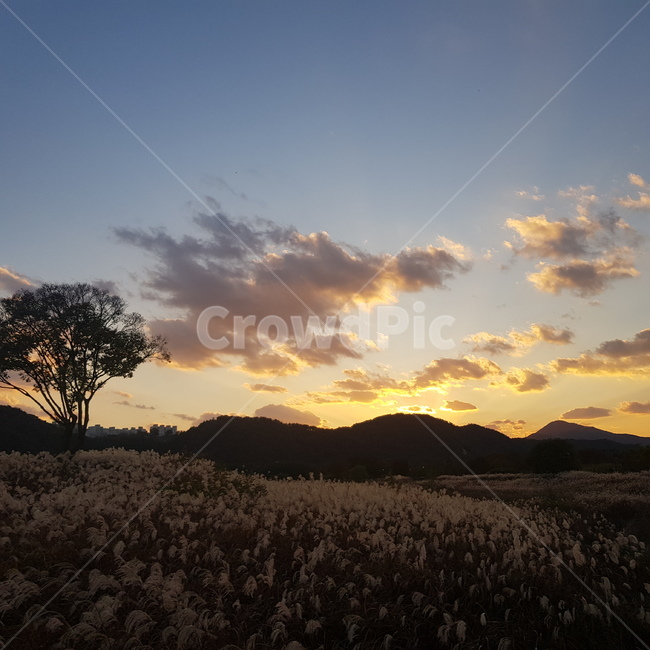 노을,갈대숲,갈대,일몰,붉은하늘,구름,나무,자연,풍경,nature,landscape