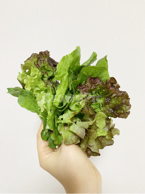 상추,녹색채소,쌈채소,그린컬러,야채,음식,식재료,요리,food,cook,meal,dishes,food reserves,채소,야채,vegetables