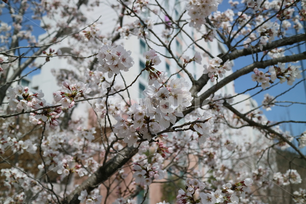 벚꽃,봄,나무,나뭇가지,산뜻함,plant,식물,flower,blossom,꽃
