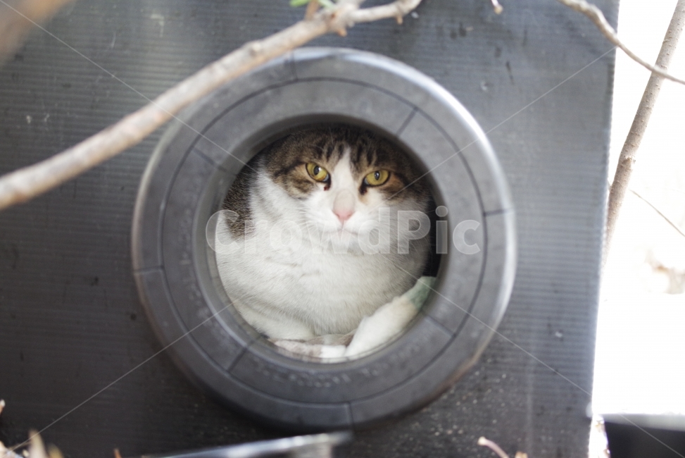 고양이,길고양이,길냥이,애완동물,반려동물,생명,자연,야생,동물,포유류,야생동물,야생고양이,미묘,미냥,cat,kitty,kitten,cute,lovely,adorable,pet,animal,street,streetcat,stray,straycat,wild,wildlife,wildcat,wildanimal,nature,natural,beauty,beautiful,동물,animal,포유류,mammal,고양이,cat,kitten,kitty