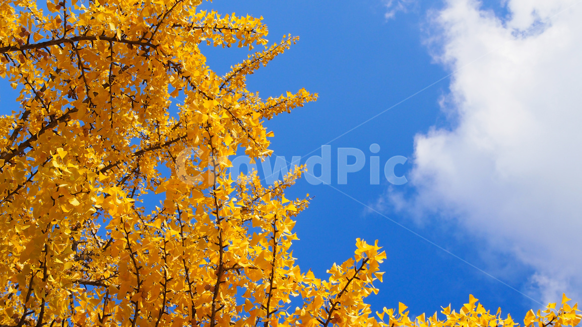 은행나무,가을,하늘,구름,노란색,가을,계절,fall,autumn,season,tree,나무,plant,식물