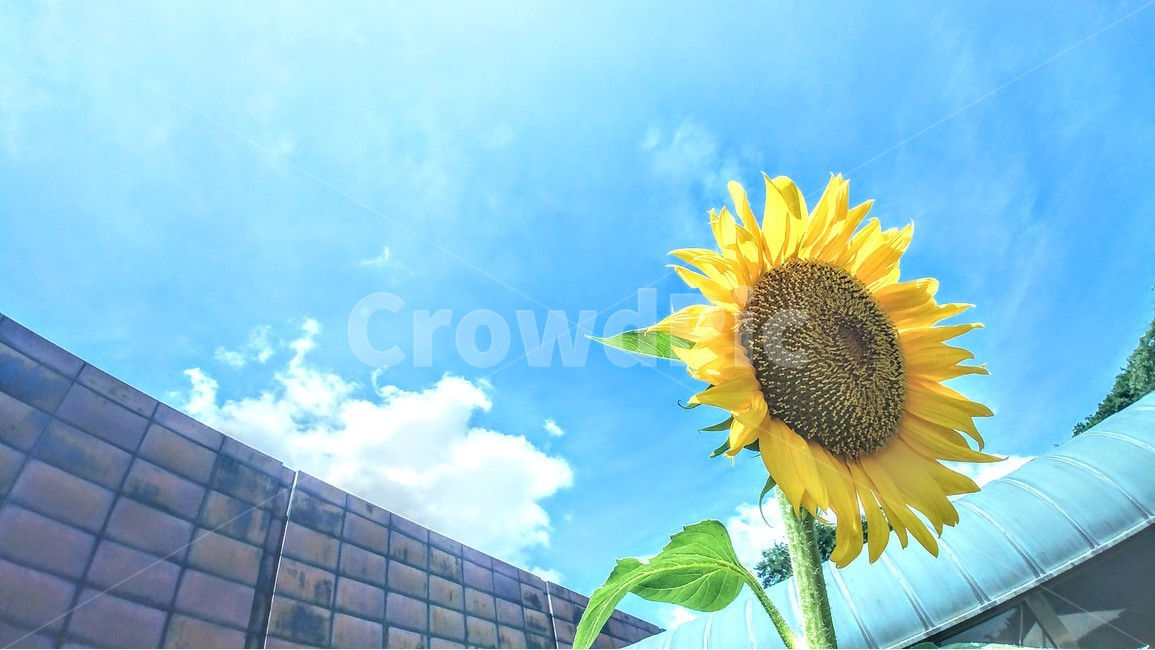 꽃,하늘,구름,해바라기,풍경,감성,식물,자연,plants,nature,꽃,flower