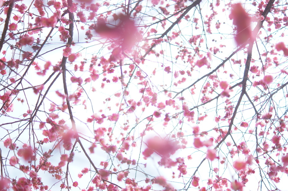 plant,식물,flower,꽃,홍매,매화,식물,자연,plants,nature,꽃,flower