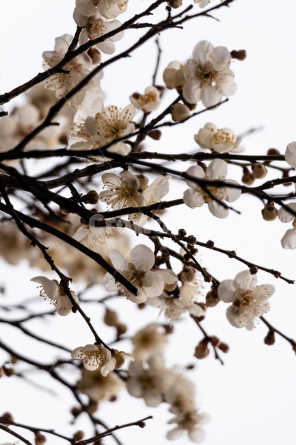 매화,매화꽃,매실꽃,백매화,흰매화ㅎ,봄,계절,spring,season,식물,자연,plants,nature,꽃,flower,plant