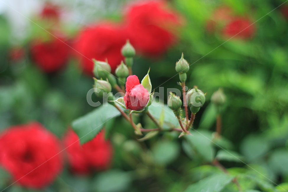 여름,꽃,장미,애증,여왕,식물,자연,plants,nature,꽃,flower