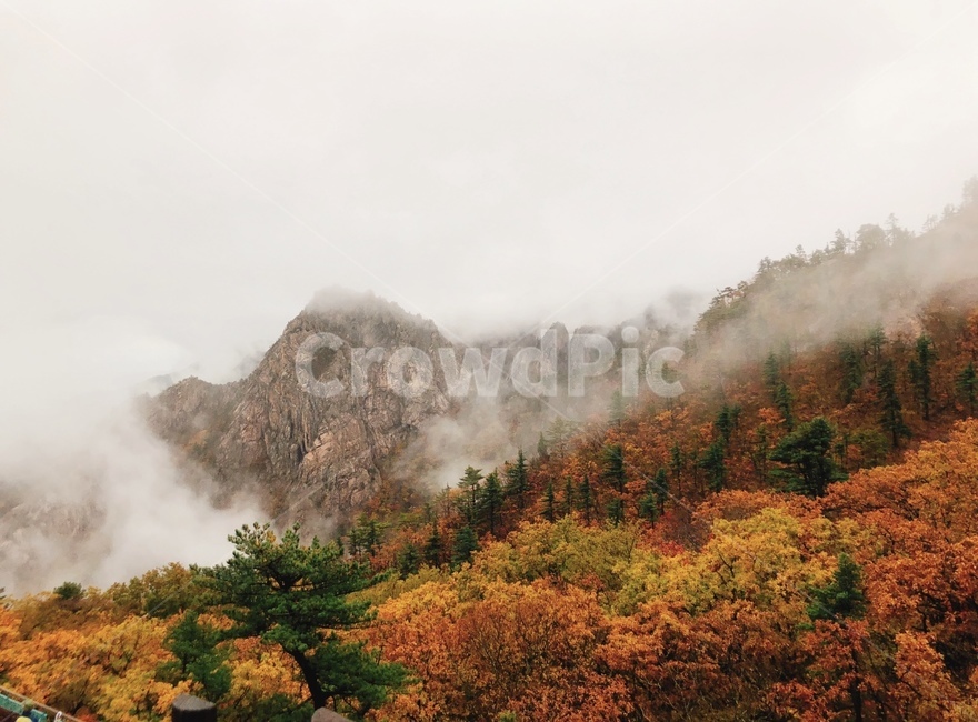 설악산,가을,풍경,나무,낙엽,산,구름,비