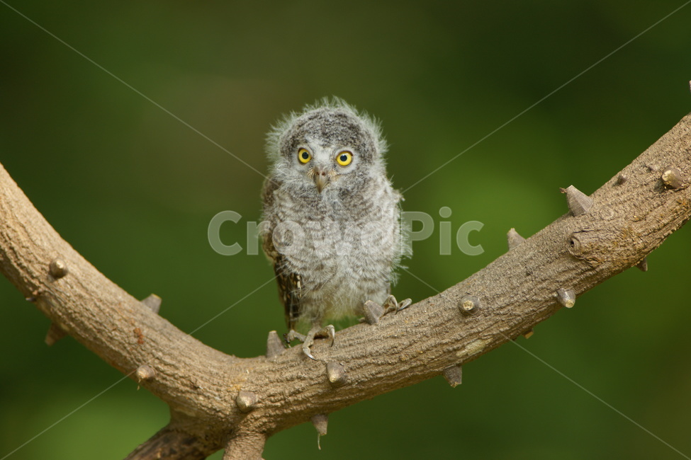 소쩍새,맹금류,아기새,철새,조류,동물,animal,조류,새,birds