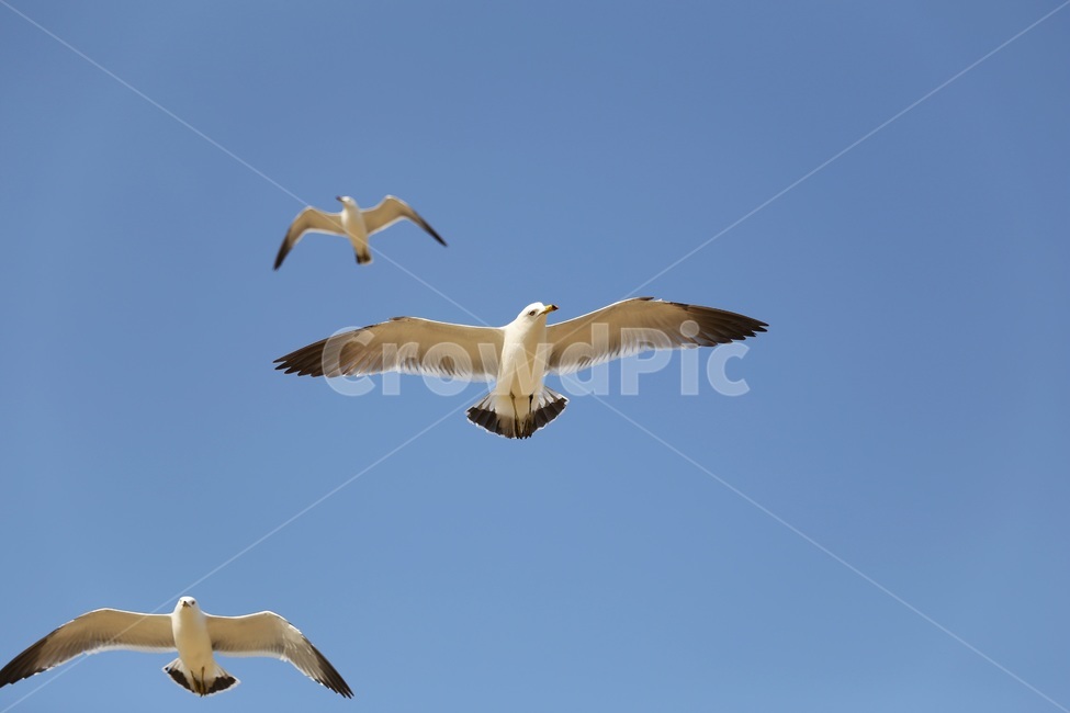 seagull,갈매기,새,바닷가,하늘,동물,animal,조류,새,birds