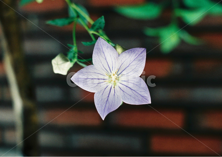 도라지꽃,꽃,한송이,봄,예쁨,식물,자연,plants,nature,꽃,flower