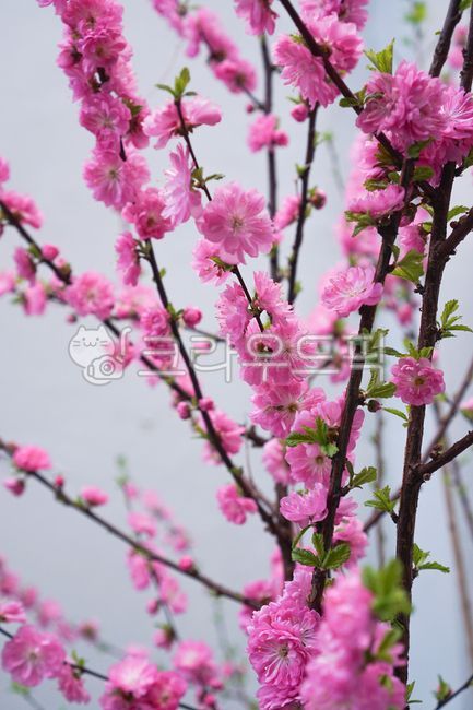 만첩풀또기,풀또기꽃,만첩풀또기꽃,봄꽃나무,봄꽃,꽃나무,장미과,벚나무속,낙엽활엽관목,분홍색꽃,핑크색꽃,분홍꽃,핑크꽃,만개