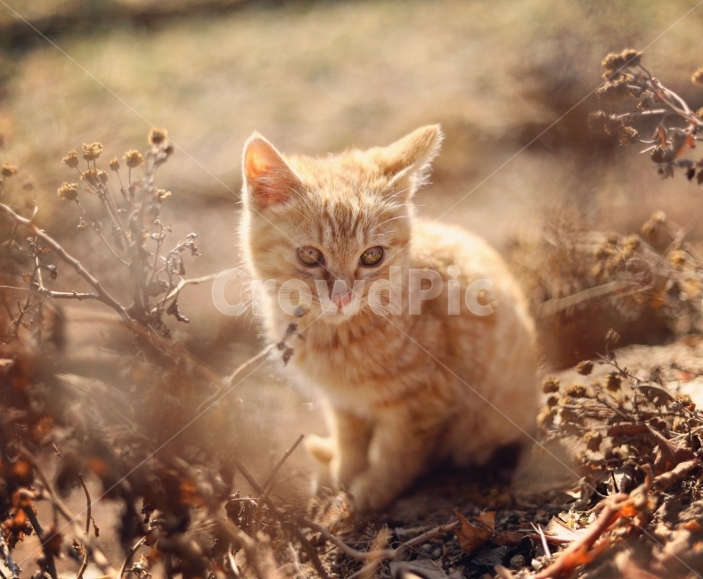 고양이,야옹이,동물,캐논사진,빛모아농원,궁댕이아기,다니,동물,animal,포유류,mammal,고양이,cat,kitten,kitty,감성,sensible,feeling
