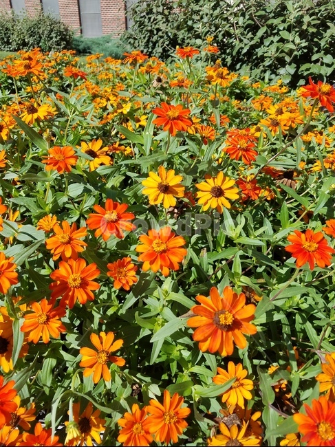꽃,꽃밭,봄꽃,spring,flowers,주황꽃,봄날,식물,아름다운,시즌,beautiful,예쁜,봄,자연,nature