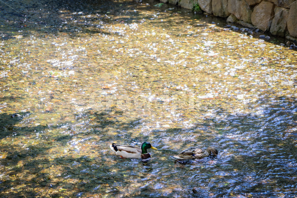 오리,청둥오리,동물,조류,새,시냇가,자연,풍경,animal,bird,duck,lake,nature,동물,animal,조류,새,birds
