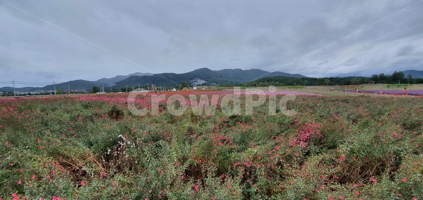 garden,flower,plant,summer,spring,green,white,beauty,floral,pink,season,beautiful,background,blossom,petal,bright,colorful,growth,blooming,leaf,park,grass,botany,natural,flora,fresh,outdoor,bloom,field,들,nature,자연,outdoors,옥외,꽃,꽃밭,들판