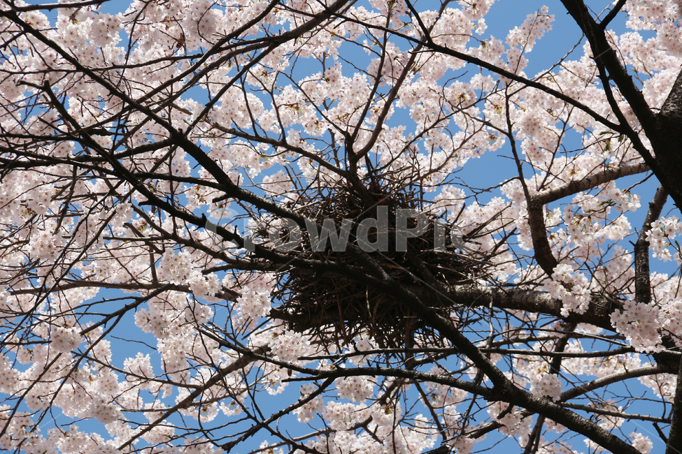 사쿠라,cherryblossom,봄,꽃,봄꽃,벚꽃,까치집