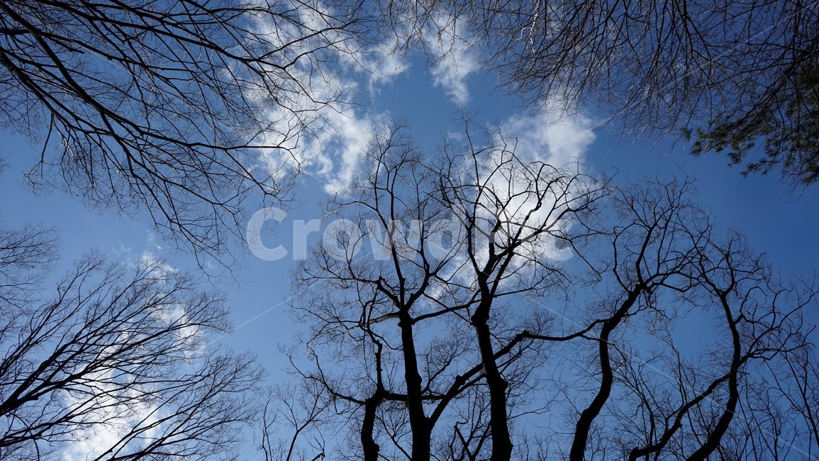 나무,겨울,자연,하늘,파란하늘,계절,나무가지,tree,sky,nature,winter,bluesky,branch,season,solitary,외로움,추위,꽃샘추위,숲,미세먼지없는,실루엣,하늘배경,가지,식물,마른잎,분위기,감성,겨울나무,쓸쓸함,고요,나뭇가지,풍경,겨울,계절,winter,season,식물,자연,plants,nature,나무,trees,wood