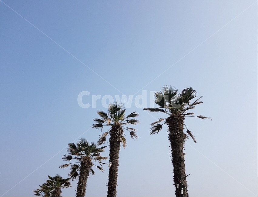 야자수,제주도,동남아,나무,자연,풍경,야자수나무,자연,풍경,nature,landscape,식물,plants,나무,trees,wood,tree,plant,palm tree