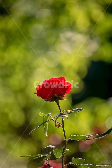 장미,오월의꽃,화려함,레드,rose,mayflower,red