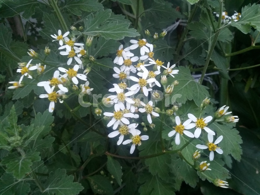 식물,plant,flower,자연,꽃,식물,자연,plants,nature