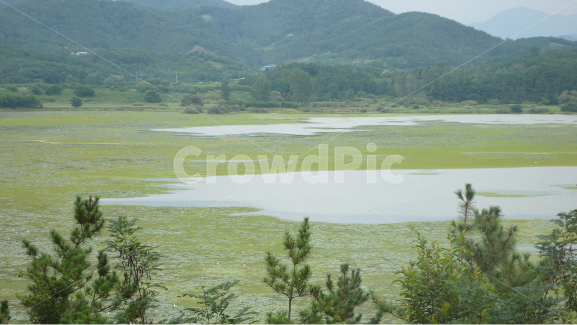 가시연,우포늪,창녕,습지,자연생태,천연습지,우포,늪,생태,연,자연,풍경,nature,landscape,한국자연풍경,한국자연경관,korea nature landscape,field,들,outdoors,옥외