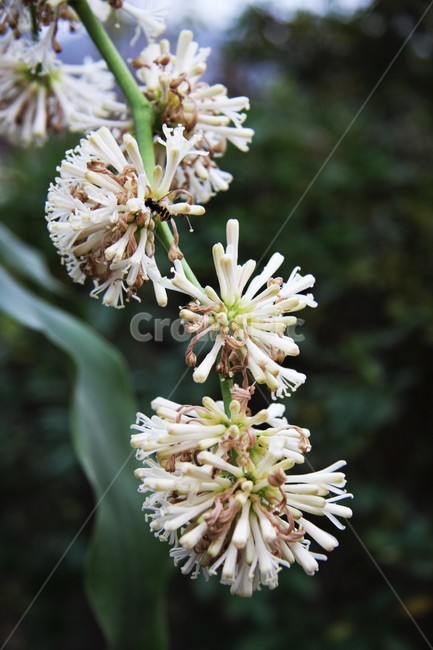 행운목꽃,아스파라거스과,드라세나속,열대성식물,cornplant,cornstalk,식물,자연,plants,nature,꽃,flower