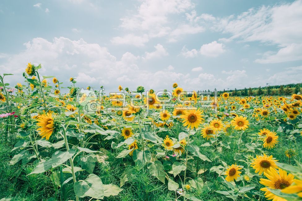 해바라기,여름,하늘,여름하늘,여름사진공모전,식물,꽃,plant,flower,blossom,sunflower,summer,여름,계절,summer,season,자연,풍경,nature,landscape,식물,plants,꽃,flower