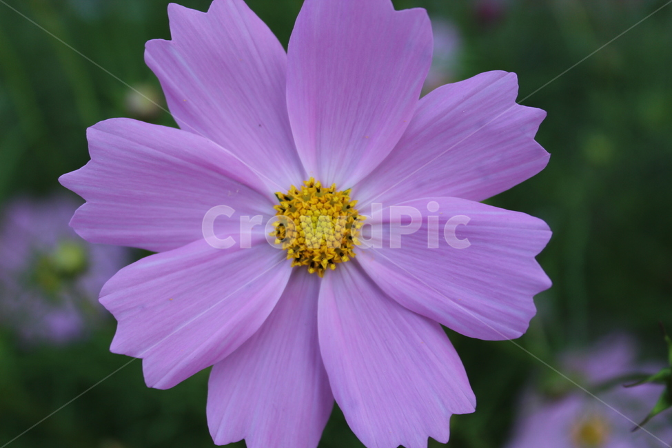 코스모스,꽃,보라색꽃,가을,보라색,cosmos,flower,autumn,fall,violet,purple,식물,자연,plants,nature,꽃,flower