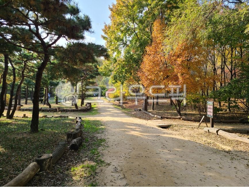 가을,단풍,자연,평화로운풍경,가을풍경,나무,공원,tree,nature,outdoors,park,path,오솔길