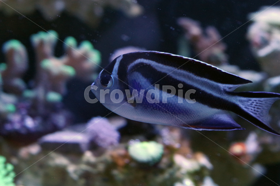 해수어,열대어,산호,해수어항,앤젤피쉬,reeftank,reef,ornamentalfish,angelfish,동물,animal,어류,물고기,fish