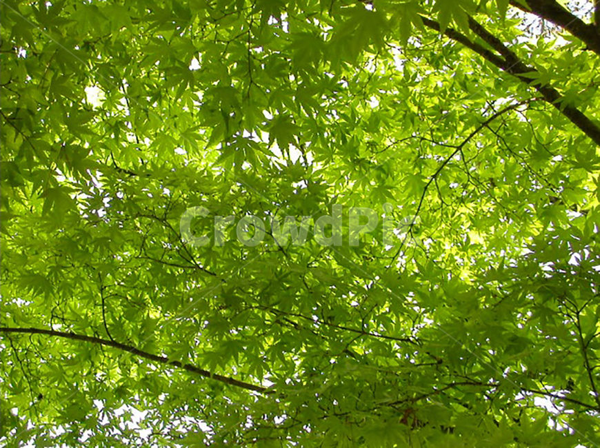 여름나무,나무,나뭇잎,여름,초록색,식물,자연,plants,nature