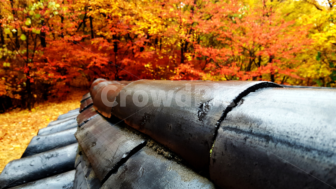 가을,단풍,기와,가을비,가을풍경,가을,계절,fall,autumn,season