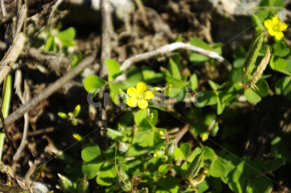 꽃,식물,flower,color,토끼풀,식물,자연,plants,nature,꽃,flower
