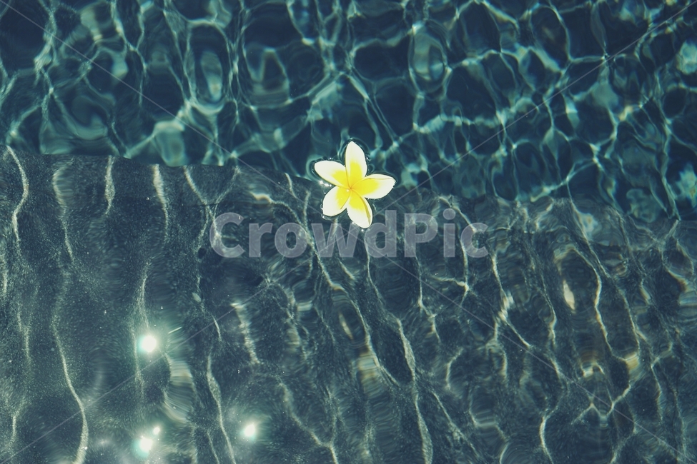 물,water,꽃,flower,해,sun,블루,blue,열대,tropical,흰꽃,white,수영장,pool,햇빛,sunshine,빛,꽃,flower