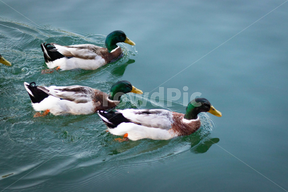 새,animal,동물,오리,청둥오리,duck,동물,animal,조류,새,birds
