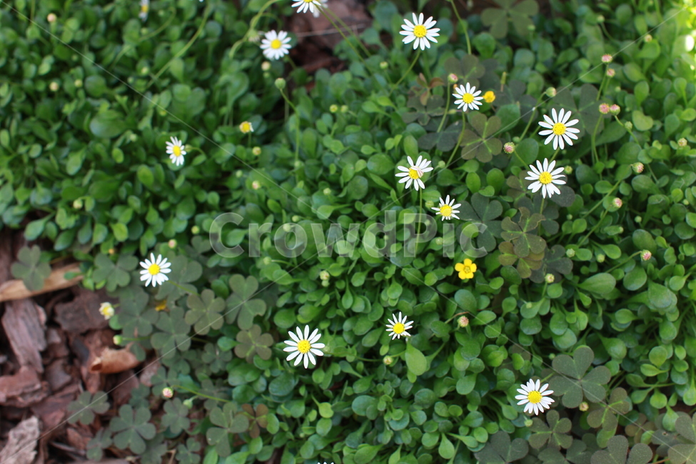 꽃,봄,꽃잎,flower,만개,작은꽃,하얀꽃,식물,자연,화단,수목원,garden