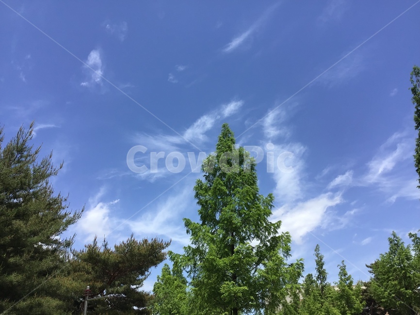 숲,푸른하늘,구름,cloud,forest,sky,blue