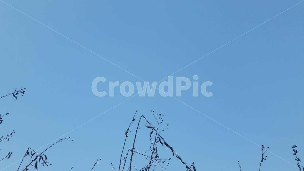 겨울,풍경,하늘,일요일,오후,winter,자연,풍경,nature,landscape,식물,plants