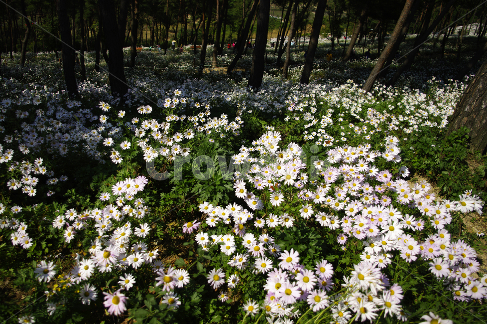 나무,숲,구절초,꽃,풍경,식물,flower,plant,blossom,daisies,데이지,daisy