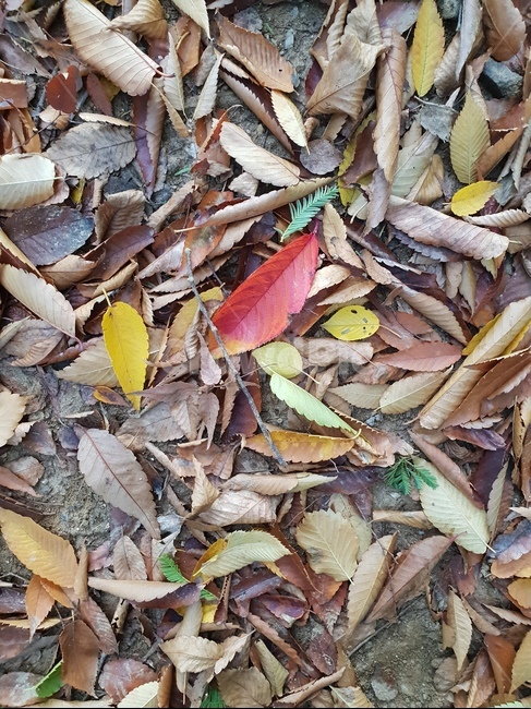 가을,낙엽,숲,자연,힐링,yellow,가을,계절,fall,autumn,season,leaf,잎,plant,식물,ground,바닥