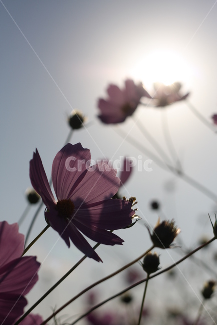 꽃,코스모스,배경,배경화면,봄