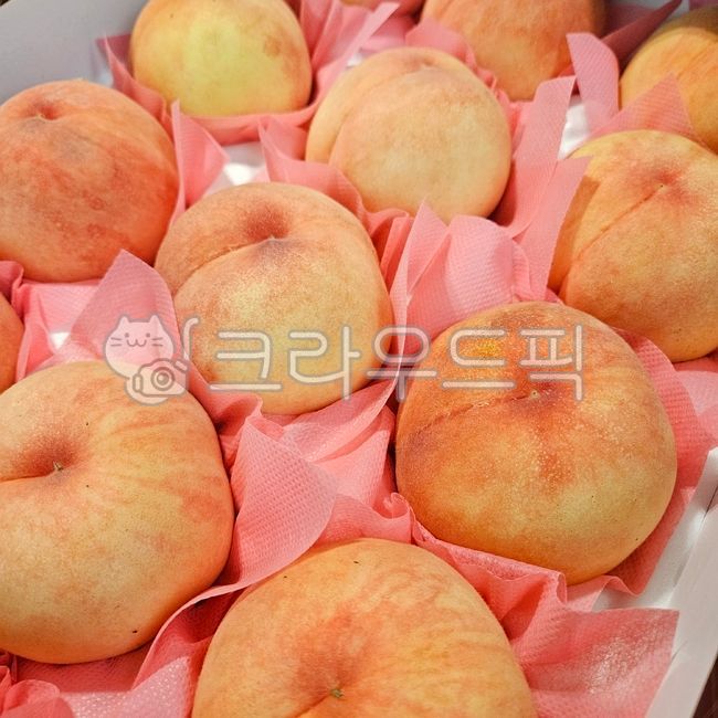 복숭아,딱복,물복,백도,황도