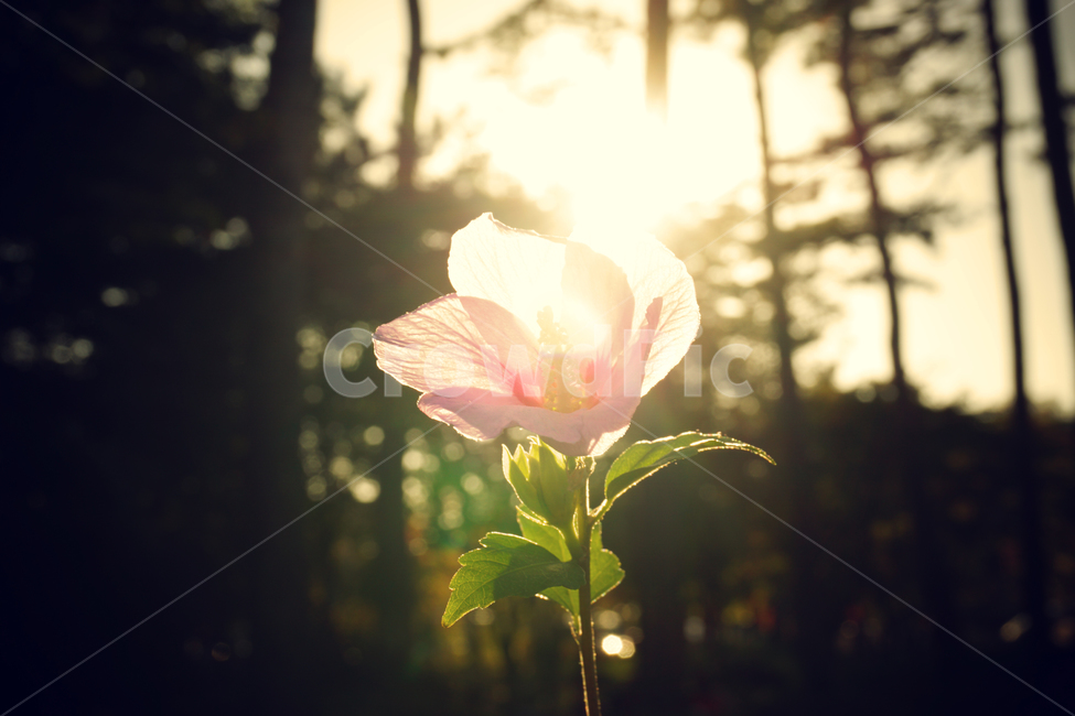무궁화,꽃,하늘공원,풍경,자연,식물,희망,flower,korea,hope,palnt,nature,kroea,mugunghwa,식물,자연,plants,nature,꽃,flower,휴식,힐링,rest,relaxation,healing