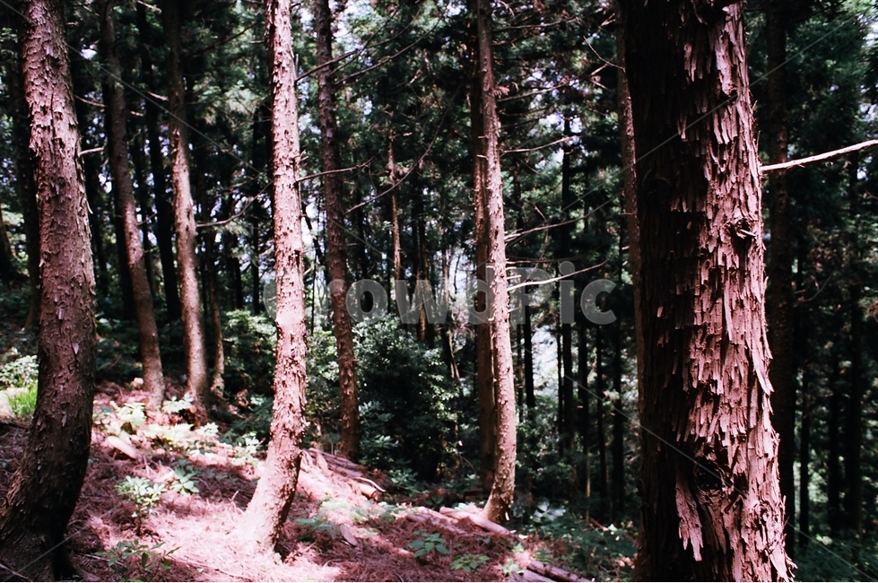 숲,숲길,산책,나무,자연,식물,자연,plants,nature,나무,trees,wood,휴식,힐링,rest,relaxation,healing