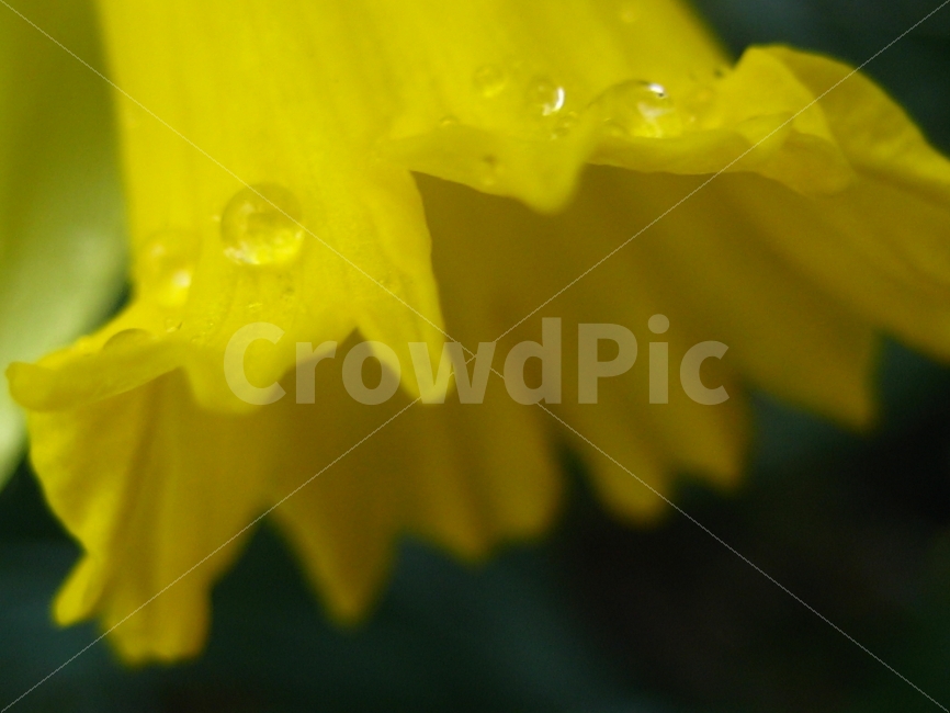꽃,노랑,이슬,순수,아침,식물,자연,plants,nature,꽃,flower