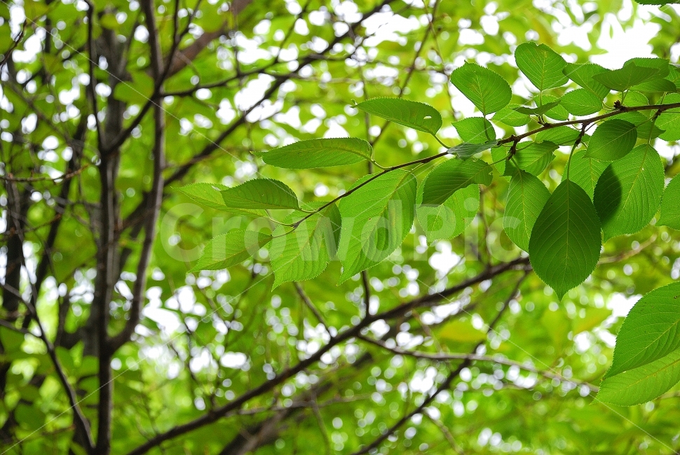 식물,배경,여름,계절,나뭇잎,녹색,자연,뷰티,나무,세부,봄,신선한,바탕,배경이미지,백그라운드,미모,뷰티풀,아름다운,beauty,미녀,미용,아름다움,너도밤나무,나무가지,나뭇가지,빛남,문화예술,환경,수풀,숲,숲속,가든,뜰,정원,발달,발전,성장,잎,leaf,나무잎,life,라이프,목숨,생명,라이트,마법,마술,매직,식물,자연,plants,nature