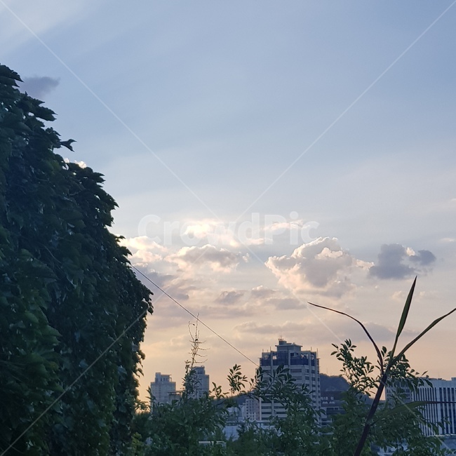 하늘,구름,빛,잎,나무,도시,풍경,city,landscape